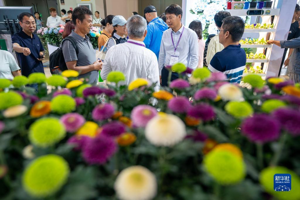 仙豆棋牌官网版